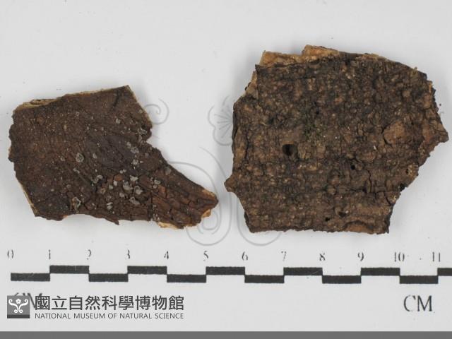 登錄號:F0031832藏品圖，第1張