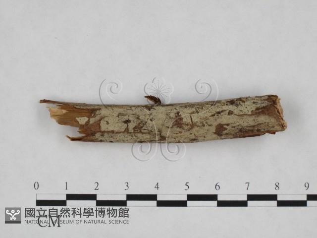 登錄號:F0024832藏品圖，第1張