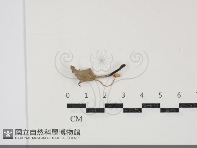 小菇屬藏品圖，第1張