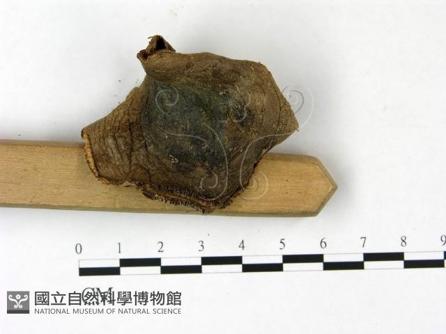 登錄號:F0022832藏品圖，第1張