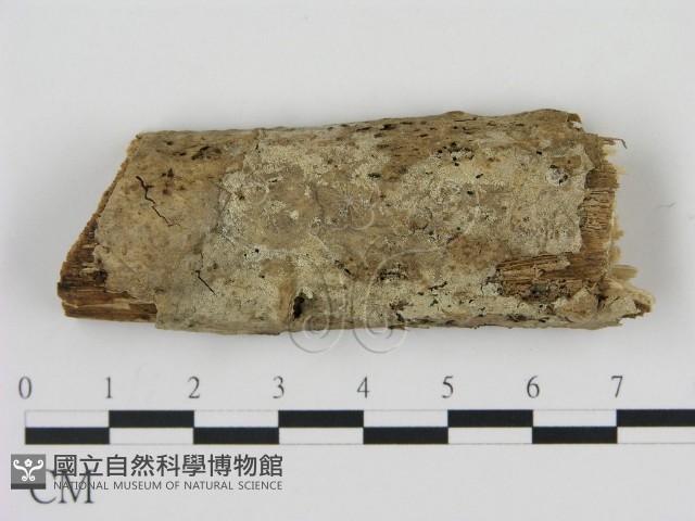 剛毛絲皮菌藏品圖，第1張
