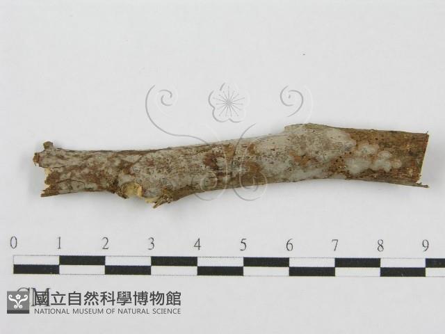 筍殼菌屬藏品圖，第1張