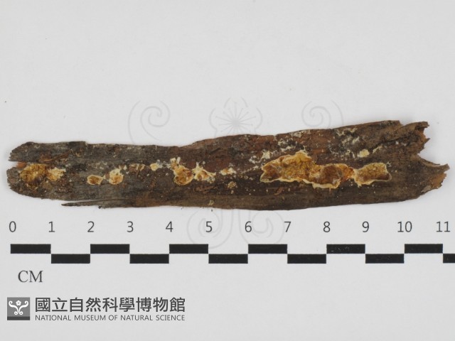 登錄號:F0032832藏品圖，第1張