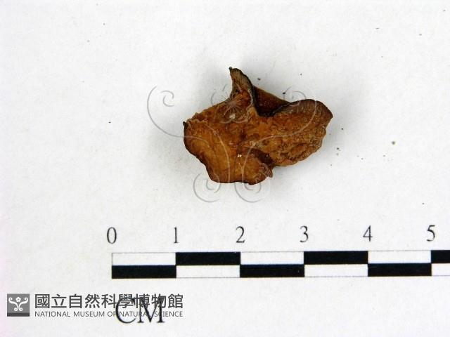 皺木耳藏品圖，第1張