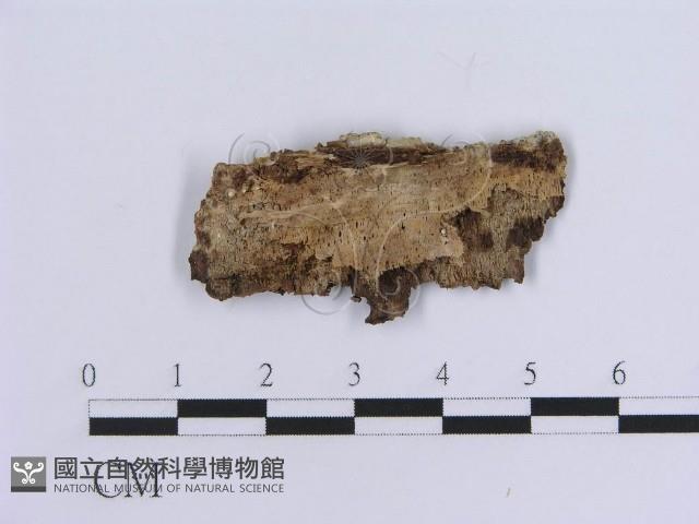 登錄號:F0017832藏品圖，第1張