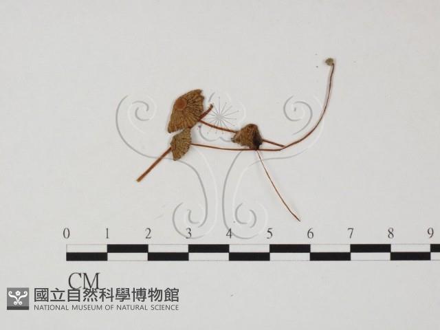 登錄號:F0025832藏品圖，第1張