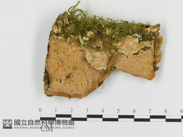 登錄號:F0005832藏品圖，第1張