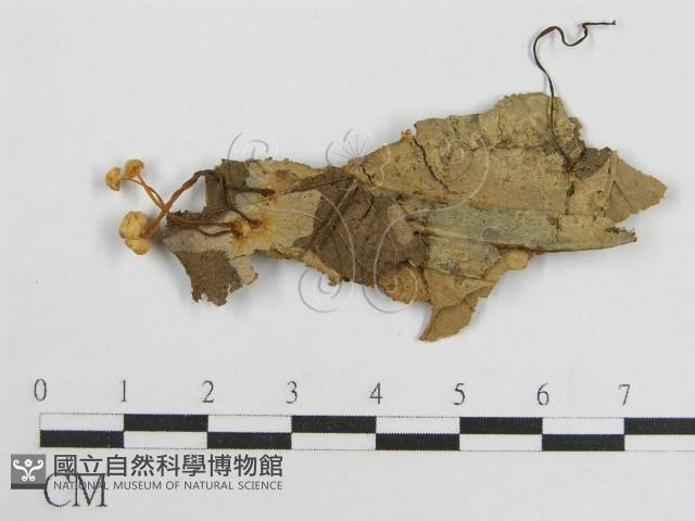 微皮傘屬藏品圖，第1張