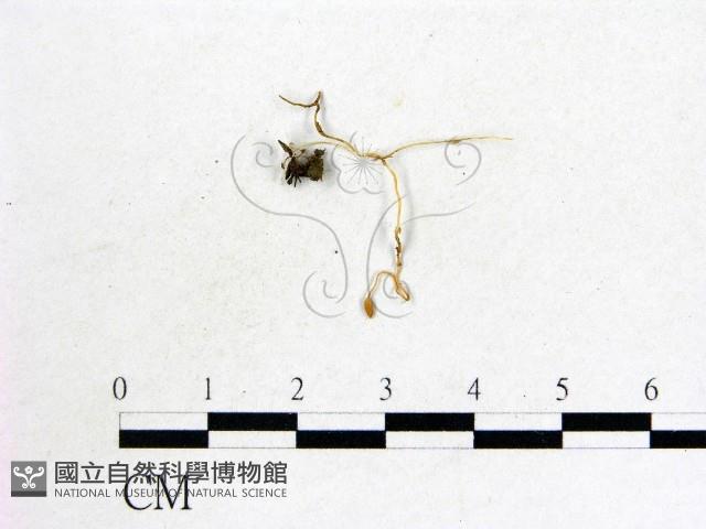登錄號:F0009832藏品圖，第1張