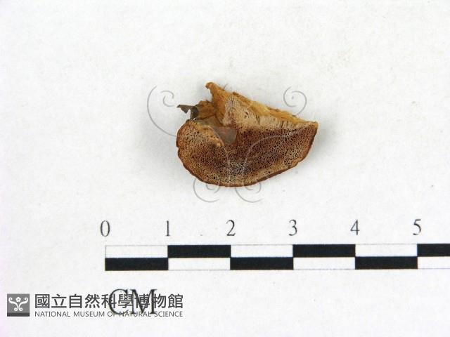 登錄號:F0019832藏品圖，第1張