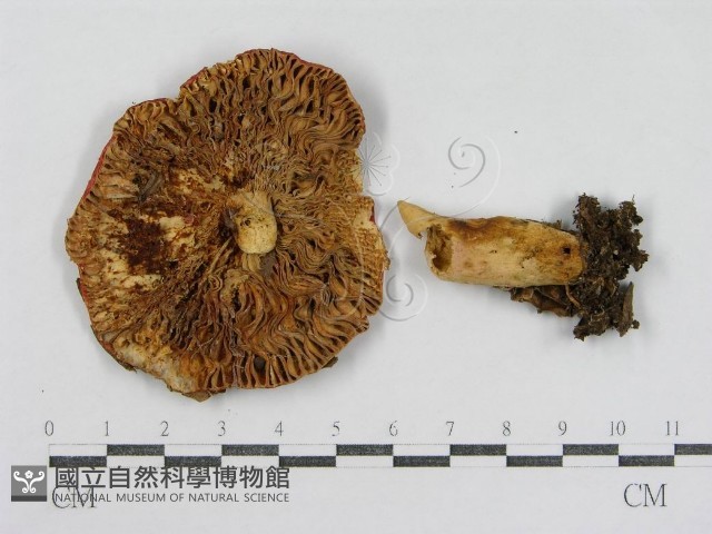 登錄號:F0003832藏品圖，第1張