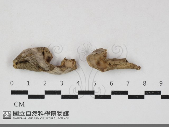 登錄號:F0033832藏品圖，第1張
