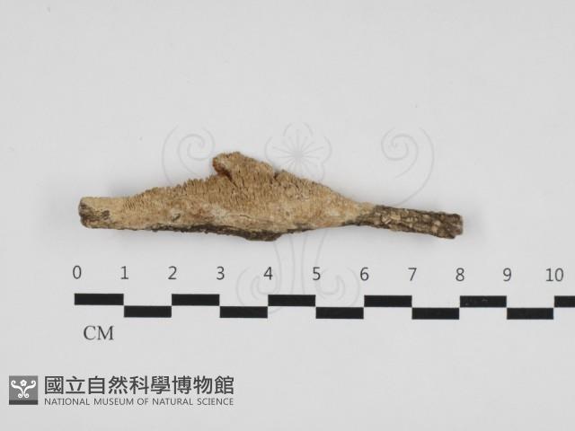登錄號:F0020932藏品圖，第1張