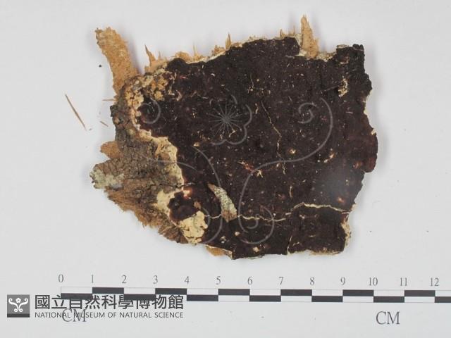 登錄號:F0000932藏品圖，第1張