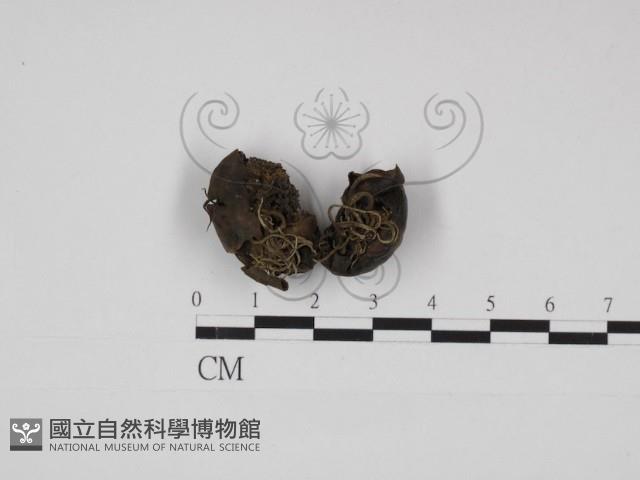 登錄號:F0030932藏品圖，第1張