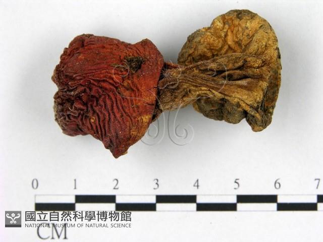 登錄號:F0021932藏品圖，第1張