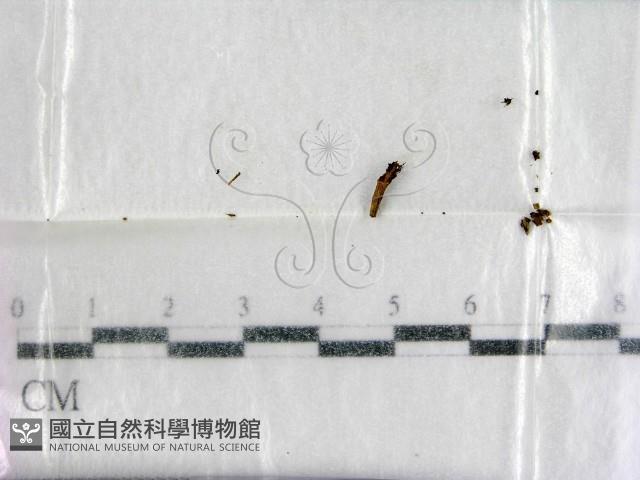 登錄號:F0001932藏品圖，第1張