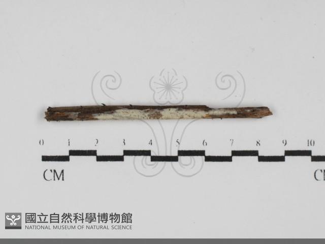柱擔菌屬藏品圖，第1張