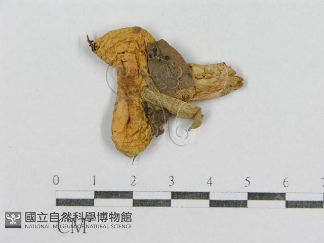 紅菇屬藏品圖，第1張