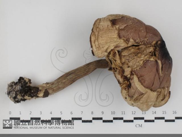 登錄號:F0034932藏品圖，第1張