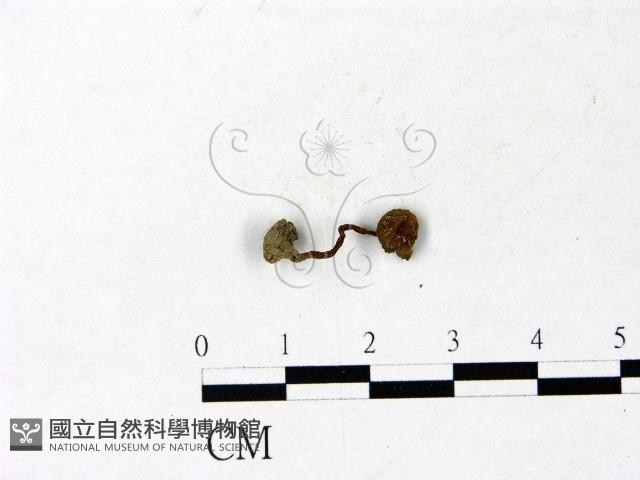 登錄號:F0022932藏品圖，第1張
