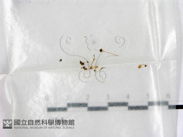 鬼傘屬藏品圖，第1張