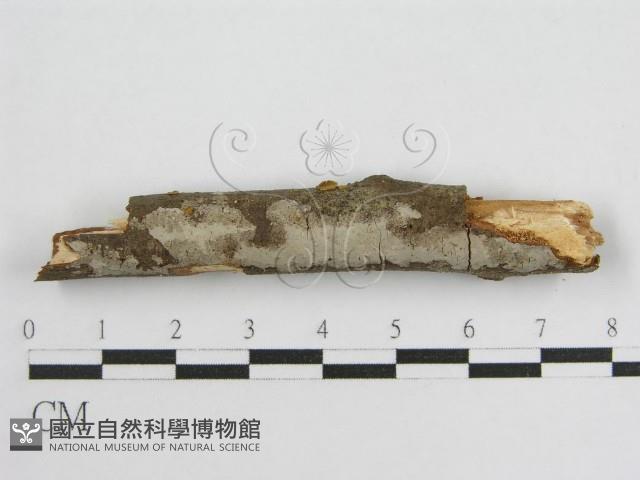 登錄號:F0012932藏品圖，第1張