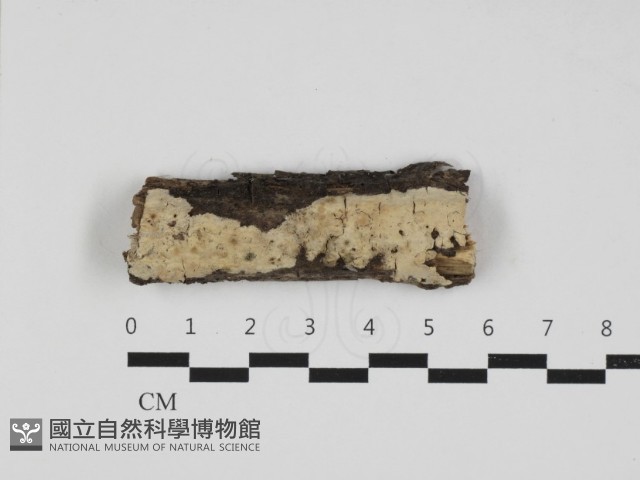 登錄號:F0032932藏品圖，第1張