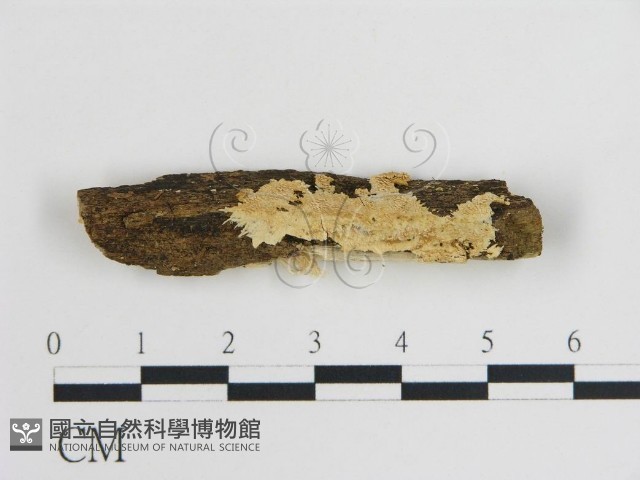 登錄號:F0007932藏品圖，第1張