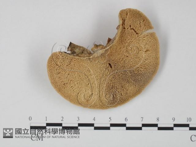 偏腫栓菌藏品圖，第1張
