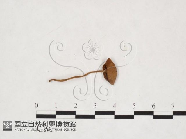 登錄號:F0025932藏品圖，第1張