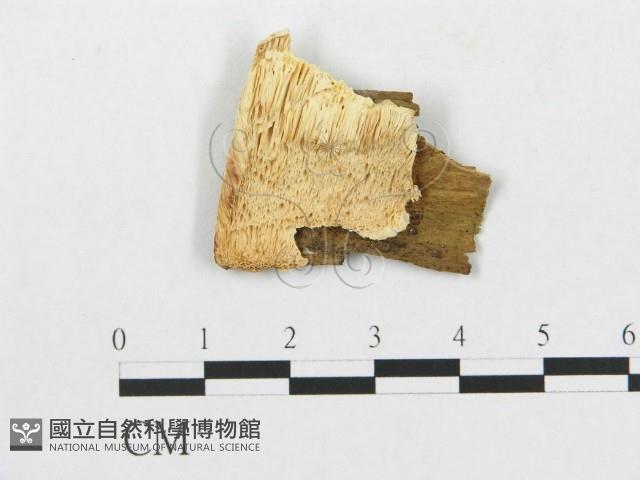 登錄號:F0005932藏品圖，第1張