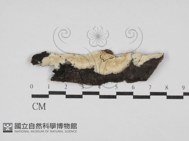 登錄號:F0029932藏品圖，第1張