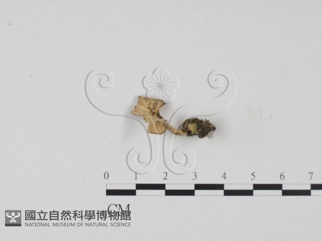 登錄號:F0009932藏品圖，第1張