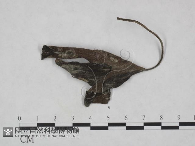 登錄號:F0023932藏品圖，第1張