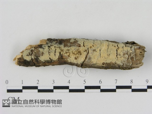 登錄號:F0003932藏品圖，第1張