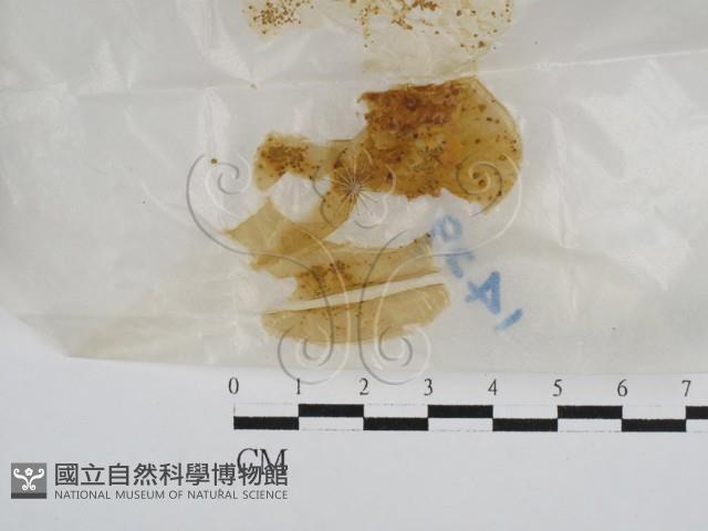 登錄號:F0028632藏品圖，第1張