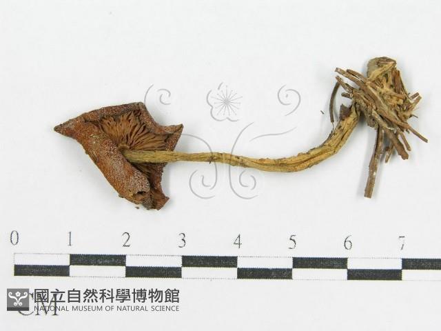 登錄號:F0000632藏品圖，第1張