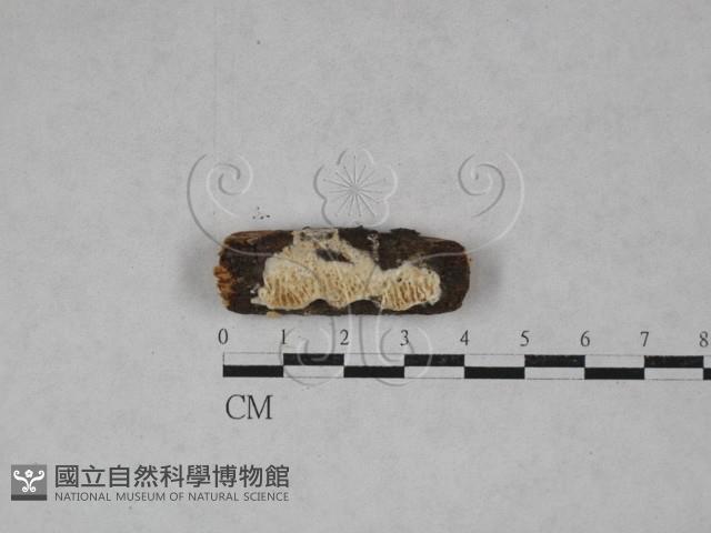 薄孔菌屬藏品圖，第1張