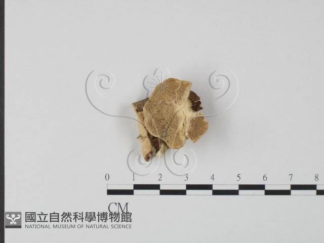 登錄號:F0006632藏品圖，第1張