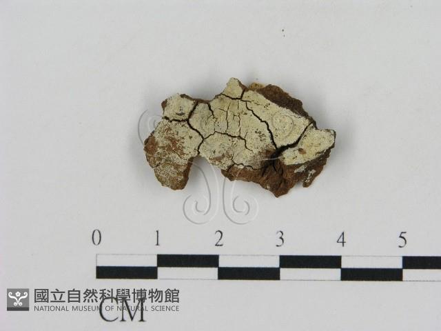 冇骨消絲齒菌藏品圖，第1張