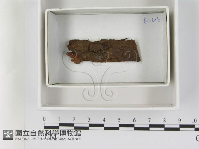 登錄號:F0021632藏品圖，第1張