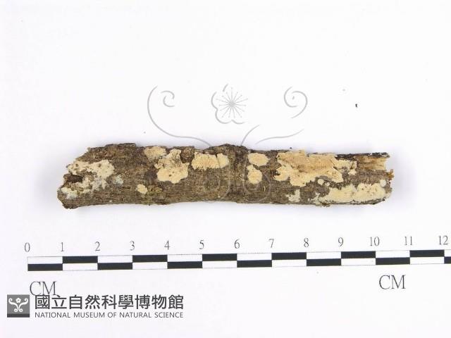 齒耳菌屬藏品圖，第1張