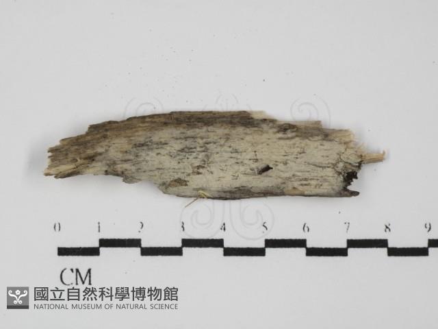 登錄號:F0031632藏品圖，第1張