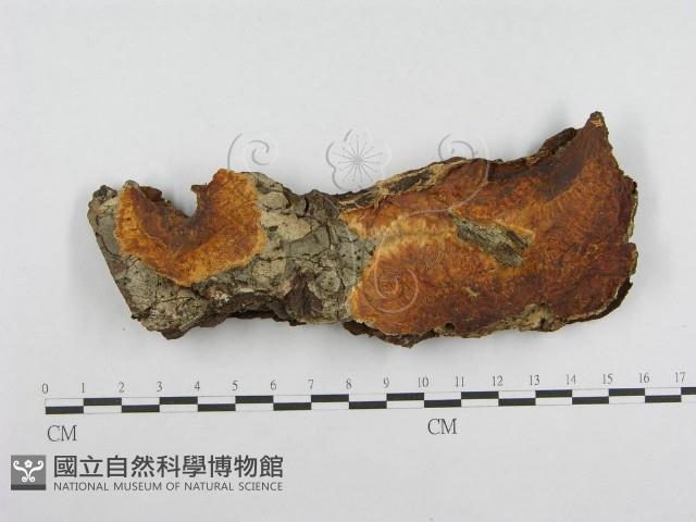 登錄號:F0004632藏品圖，第1張