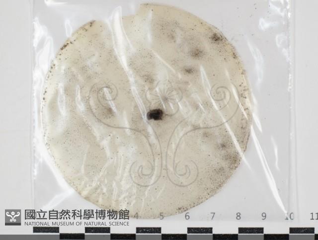 登錄號:F0034632藏品圖，第1張