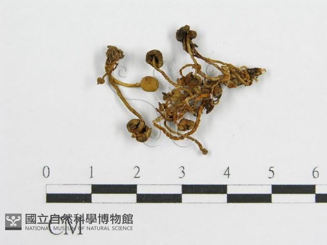 登錄號:F0002632藏品圖，第1張