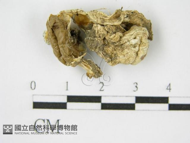 登錄號:F0012632藏品圖，第1張