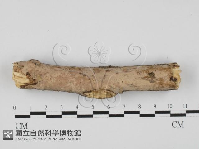 登錄號:F0027632藏品圖，第1張