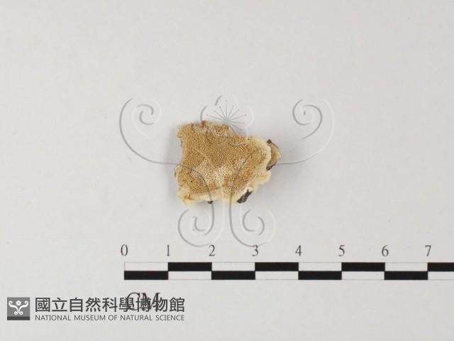 多年臥孔菌屬藏品圖，第1張